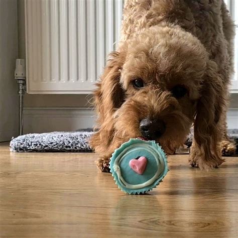 CHEDDAR GORGEOUS ANIMALS DOG BAKERY (2026) All You Need to Know BEFORE ...