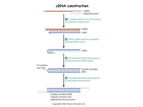 Image result for cDNA Library Applications