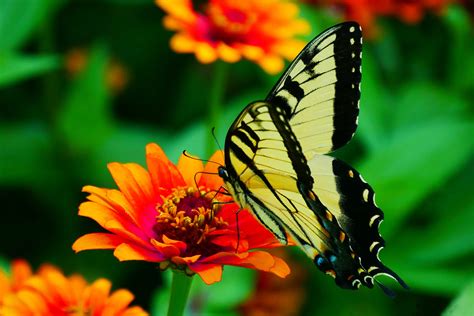 picture, black, butterfly pictures, yellow butterfly, animal wing ...