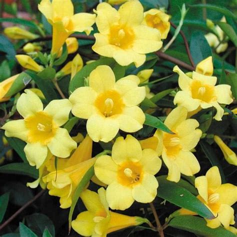 Buy Gelsemium sempervirens - Plant online from Nurserylive at lowest price.