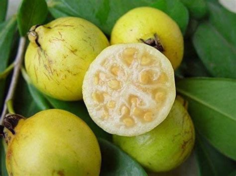 Rare Yellow Strawberry Guava Tropical Fruit 100 seeds : Amazon.in ...