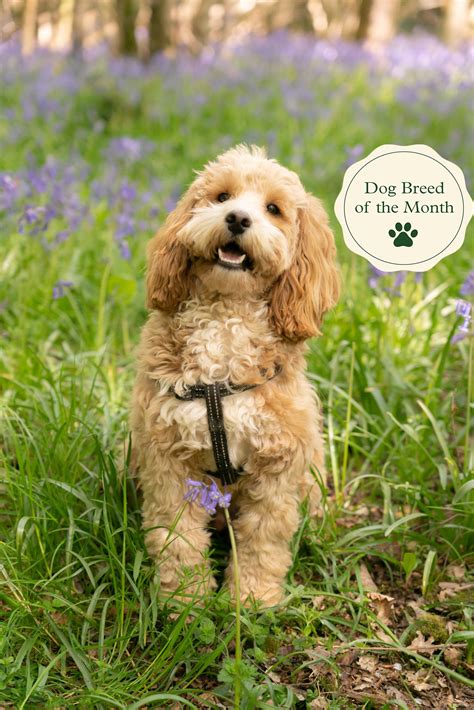 Image result for Good Morning Cockapoo