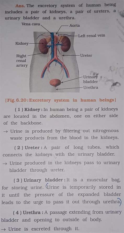 Excretory system class 10 - Brainly.in