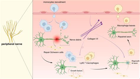Macrophages play a key role in tissue repair and regeneration [PeerJ]