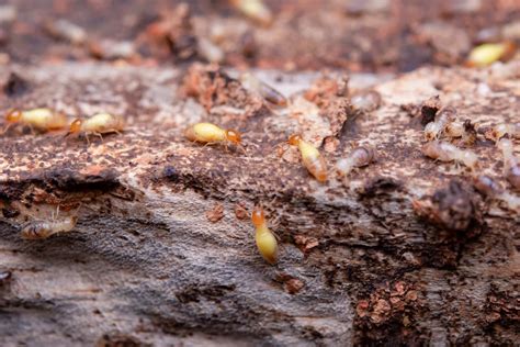 Early Warning Signs of a Termite Infestation in DFW - Forterra Pest Control