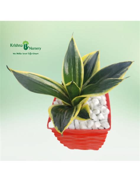 Dwarf Sansevieria Plant