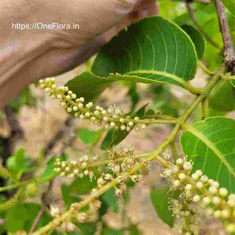 Terminalia elliptica