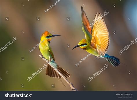 European Bee Eater Range