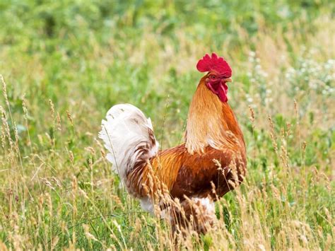 কুকুৰা কেতিয়া আৰু কেনেকৈ পোহনীয়া চৰাই হৈছিল, জানক আমোদজনক তথ্য ...