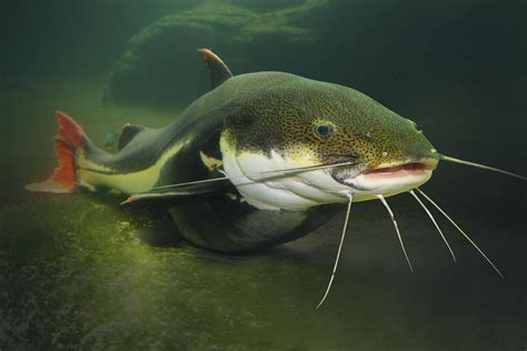 Gulper Catfish Fish Facts - Asterophysus batrachus - A-Z Animals