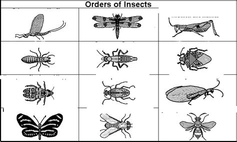 Insect Order Classification Chart 的图像结果