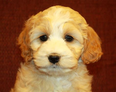 apricot and white cockapoo puppy – Curious Puppies