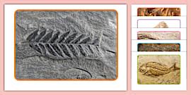 Fossil Fact File