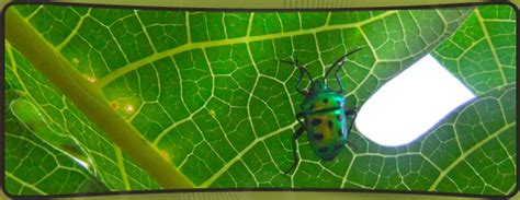 Welcome to Vérité About Auroville