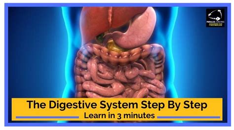 Digestive System Process Step by Step 的图像结果