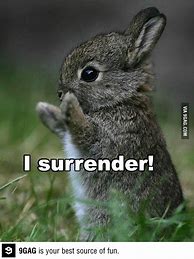 Image result for Funny Bunny Images