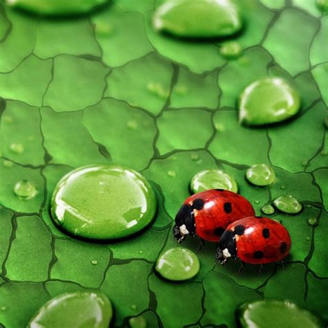 Image result for Microsoft Ladybug Background