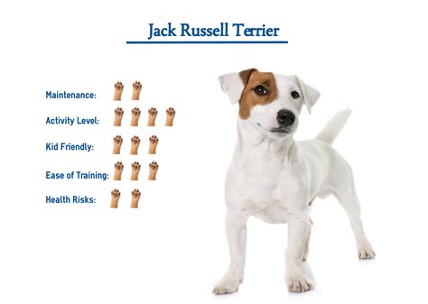 Are There Different Types Of Jack Russell Terriers