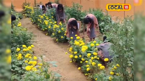 tenkasi district news : farming activity by students in school in ...