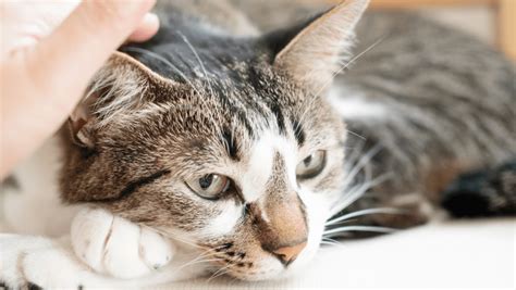 Image result for EFT Tapping Chart Dogs