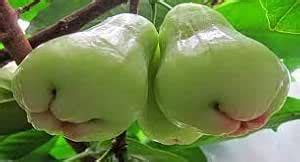 Oxygreenplant Thai Green Jamrul,wax jambu watery rose apple,Chambakka ...