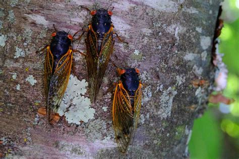 How to Effectively Get Rid of Cicadas - Lookout Pest Control