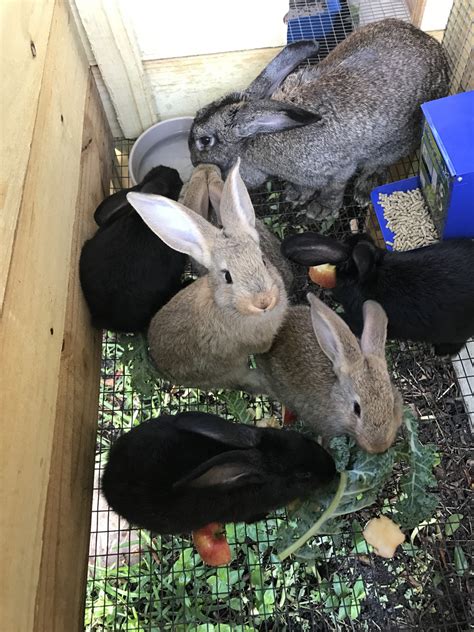 Flemish Giant Rabbits For Sale | Boca West Drive, FL #192911