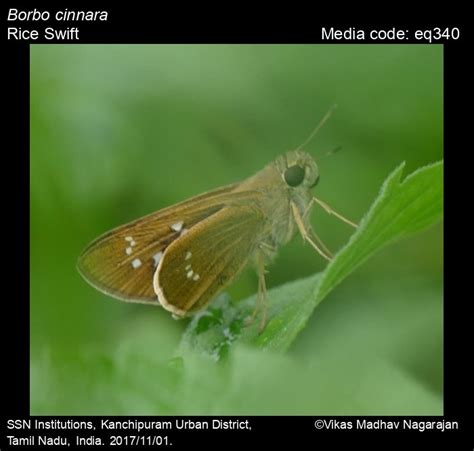 Borbo cinnara | Butterfly