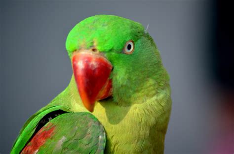 Parrots Images Green