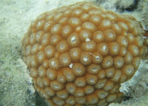 Envis Centre, Ministry of Environment & Forest, Govt. of India