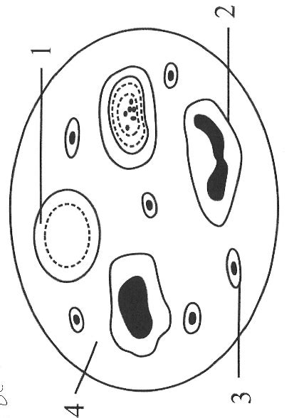 CLASS 10 ICSE BIOLOGY SAMPLE PAPER 2024-8 Board 2024