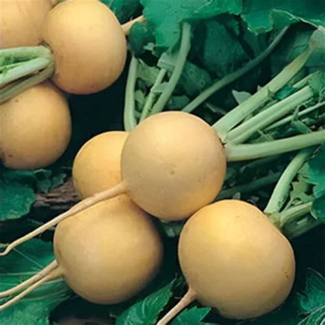 Buy Turnip Golden Ball Desi Vegetable Seeds | Sam's Garden ...