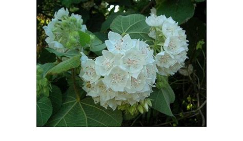 Dombeya Flowers Plants(WHITE) – Haven plant