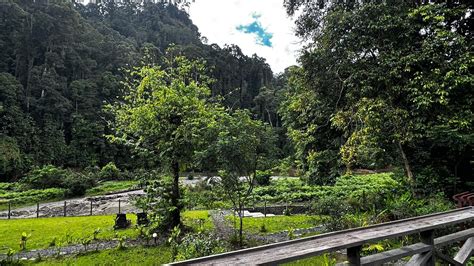 A must if your visiting Borneo - Review of Borneo Rainforest Lodge ...