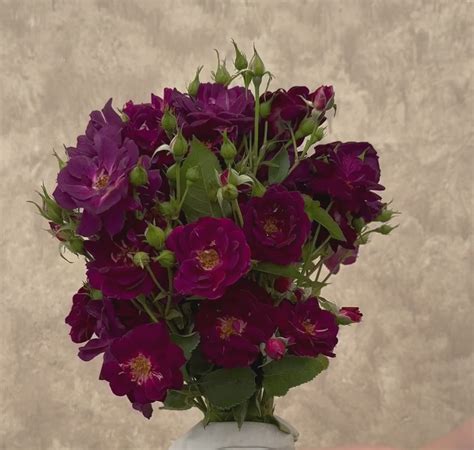 Midnight Blue Rose - Shrub - Very Fragrant - Heirloom Roses