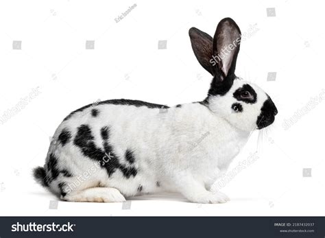 Side View Checkered Giant Rabbit Isolated Stock Photo 2187432037 ...