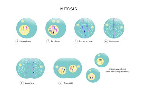What Is Cell Division And Types - Free Worksheets Printable
