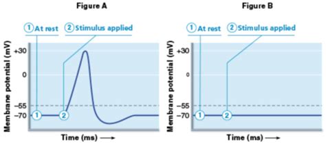 Image result for Resting potential Definition