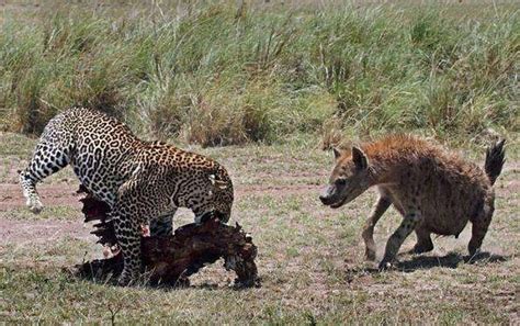 花豹捕获猎物后, 饥饿鬣狗不顾一切与花豹发生食物争夺战_动物