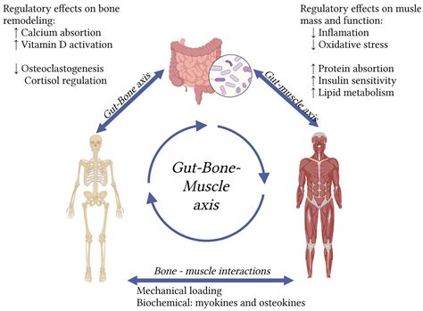 Beyond Calcium and Vitamin D: Exploring Creatine, β-Hydroxy-β ...