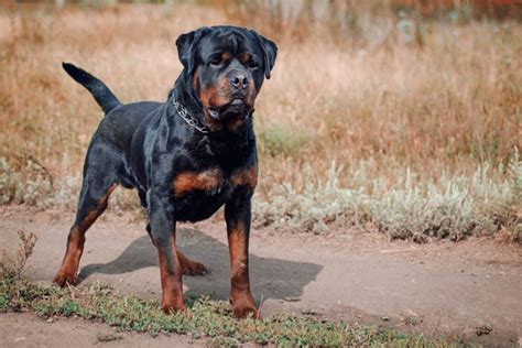 罗威纳犬 Rottweiler（世界十大名犬NO.4）_腾讯新闻