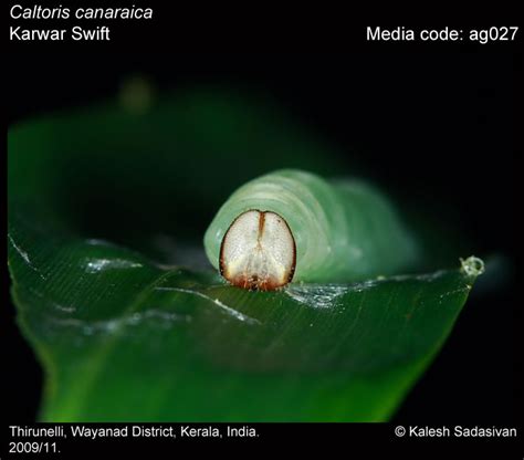 Caltoris canaraica | Butterfly
