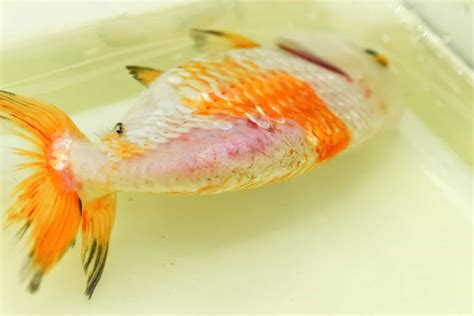 Fish Diseases – A Helpful List of What To Watch Out For!