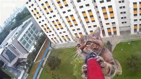 High Rise Syndrome In Cats - Captions Hunter