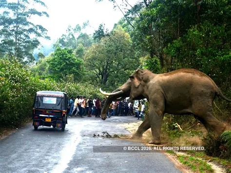 Instances of human-elephant conflicts in India - Tusker trails and ...