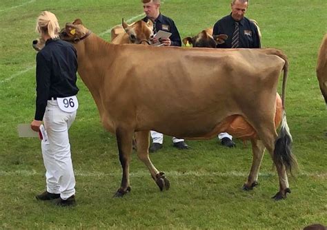 Jersey Cattle Meat Color