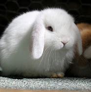 Image result for holland lop bunny rabbits