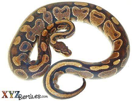 Image result for Ball Python Size Female