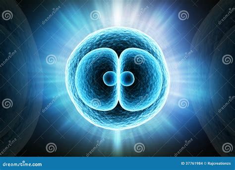 Zygote Growth Stock Illustrations – 191 Zygote Growth Stock Illustrations, Vectors & Clipart ...