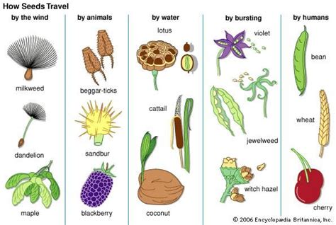 Seed Dispersal Examples 的图像结果